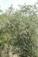 Pyrus salicifolia, spring May