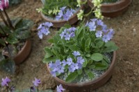 Primula marginata 'Napoleon'