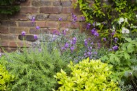 Flower bed with Erysimum 'Bowles's Mauve', Pittosporum tobira 'Nanum', Rosmarinus by brick wall. 