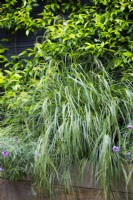 Raised beds with Anemanthele lessoniana