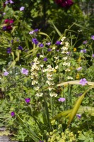 Sisyrinchium striatum in a border with hardy geranium