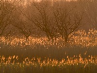 Phragmites australis - Common reed on norfolk grazing march at sunset