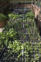 Trays of young vegetable seedlings growing in plastic seed tray modules in the greenhouse