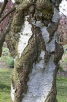 Betula pendula 'Youngii'