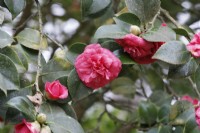 Camellia japonica 'Comte de Gomer'