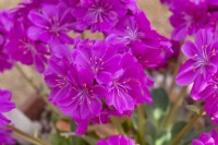 Lewisia cotyledon Ashwood Strain Magenta Shades