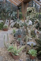 Cactus house at Winterbourne Botanic Garden