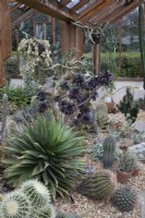 Cactus house at Winterbourne Botanic Garden