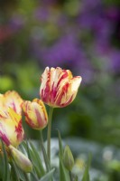 Tulipa 'Saskia' - Historical Rembrandt Tulip dating from 1958