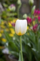 Tulipa - Tulip Inzell