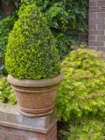Clipped Buxus sempervirens pyramid  and Sorbaria sorbifolia mid april Norfolk