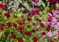 Cosmos atrosanguineus, autumn September