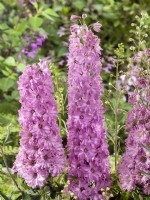 Delphinium elatum Delgenius Juliette, summer June