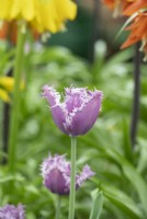 Tulipa 'Crunchie Cummins' - Fringed tulip