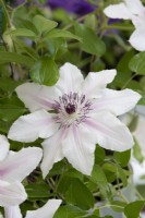 Clematis 'Countess of Wessex' 