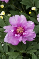 Paeonia 'First Arrival' - Peony
