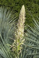 Yucca whipplei Subsp. parishii flower stalk