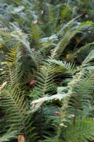 Polystichum setiferum 'Prolifer'