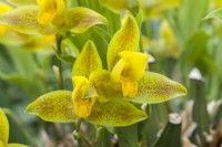 Lycaste Ã— groganii. A naturally occurring hybrid between L. aromatica and L. deppei. May