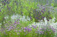 Border planted with selection of plants that have flowers attractive to bees. Echium plantagineum - purple viper's-bugloss, Stachys byzantina -lamb's ears, Veronica gentianoides, chives and Borago officinalis - borage. May