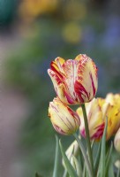 Tulipa 'Saskia' - Historical Rembrandt Tulip dating from 1958