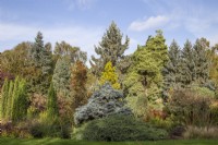 Conifers in autumn at Foggy Bottom, The Bressingham Gardens, Norfolk, designed by Adrian Bloom - October

Thuja occidentalis 'Degroot's Spire', Sorbus 'Autumn Spire', Abies procera 'Glauca', Picea omorika 'Nana', Picea pungens 'Glauca Prostrata', Picea pungens 'Thomsen', Pinus contorta 'Chief Joseph', Pinus sylvestris 'Aurea', Picea pungens 'Koster'.