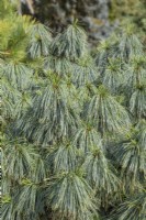 Pinus wallichiana 'Nana' - Bhutan pine - October 