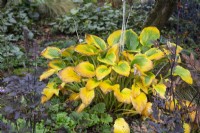 Hosta 'Krossa Regal' - plantain lily - October