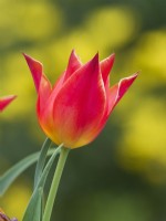 Tulipa 'Synaeda Orange'