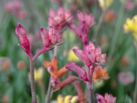 Anigozanthos 'Bush Ranger'