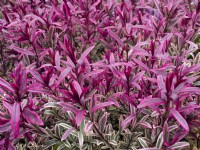 Hebe 'Burning Heart' Spring foliage