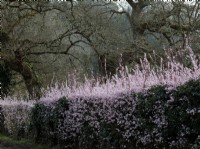 Prunus cerasifera, the cherry plum, flowering in a hedgerow in early Spring, UK.