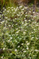 Drymocallis rupestris, spring May