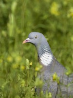 Columba palumbus - Wood Pigeon in meadow of yellow rattle