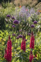 Lupinus 'The Pages' with Allium giganteum behind