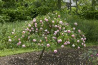 Rosa 'Fritz Nobis' shrub rose trained as a standard. June