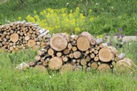 Log piles in the wildlife garden at RHS Wisley