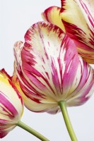 Tulipa 'Saskia' - Historical Rembrandt Tulip dating from 1958