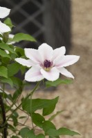Clematis 'Countess of Wessex'