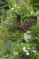 mixed border next to wall with roses, geums, Japanese maple, salvia and stone urn creating a focal point. June