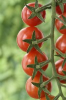 Solanum lycopersicum  'Strillo'  Cherry tomato  Syn. Lycopersicon esculentum  August

