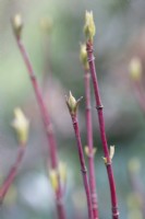 Cornus alba 'Sibirica' red stems and young emerging foliage