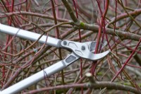 Pruning Cornus alba Sibirica dogwood 'Sibirica' using Felco loppers