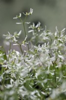 Euphorbia graminea 'Glitz' Grassleaf spurge 'Glitz'