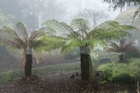 Dicksonia antarctica Tasmanian tree fern wrapped with fleece frost protection in the Spring Garden. West Dean Gardens
