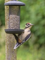 Dendrocopos major - Juvenile Great spotted woodpecker on sunflower feeder