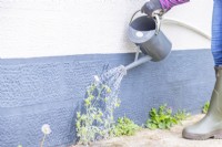 Watering weeds with weedkiller