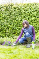 Woman spreading granular fertiliser on lawn