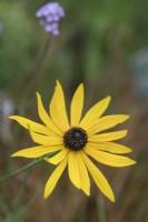 Rudbeckia var. sullivantii 'Goldsturm' coneflower 'Goldsturm'