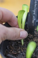 Gardener's hand pulling out an Echinops ritro seedling by the leaves before replanting